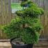 Ilex Crenata Cloud Tree Unique Tree For Sale UK 