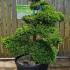 Ilex Crenata Cloud Tree Unique Tree For Sale UK