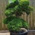 Ilex Crenata Cloud Tree Unique Tree For Sale UK 