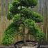 Ilex Crenata Cloud Tree Unique Tree For Sale UK 