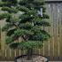 Ilex Crenata Cloud Tree Unique Tree For Sale UK