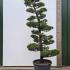 Juniperus Kaizuka Cloud Tree Unique Tree For Sale UK