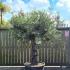 Olea Europaea Olive Bonsai Unique Tree For Sale UK