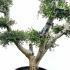 Olea Europaea Olive Tree Unique Tree For Sale UK