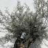 Olea Europaea Olive Tree  Unique Tree For Sale UK