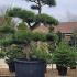 Pinus Nigra Unique Tree For Sale UK