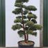 Podocarpus Macrophyllus Cloud Tree Unique Tree For Sale UK