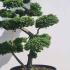 Ulmus minor Jacqueline Hillier Cloud Tree Unique Tree For Sale UK