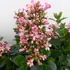 Compact evergreen shrub with glossy foliage and soft pink flowers.