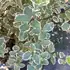 Attractive evergreen with soft pink and cream-toned leaves.