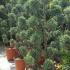 Cupressus Arizonica Fastigiata Pom Pon. UK