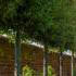 Holly Oak or Quercus Ilex Pleached Trees UK, available to buy online.