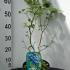 Vaccinium Corymbosum Bluecrop Blueberry 30-40 cm buy online UK.