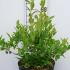 Vaccinium Corymbosum Emblue Swamp Blueberry Fruiting Shrub