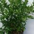 Vaccinium Corymbosum Emblue Swamp Blueberry 70-80 cm buy online UK.
