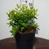 vcgt 30-40 cm buy online UK.