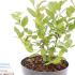 Vaccinium Corymbosum Goldtraube 71 Blueberry 30-40 cm buy online UK.