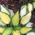 Variegated hostas in Autumn, growing in a woodland garden