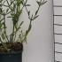 Verbena Bonariensis South American Vervain 10-20 cm buy online UK.