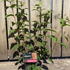 vbd 30-40 cm buy online UK.