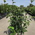vbd 60-80 cm buy online UK.