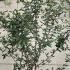 Viburnum Burkwoodii x Burkwoodii 1-1.25 m buy online UK.
