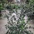 Viburnum Burkwoodii x Burkwoodii 1.25-1.5 m buy online UK.