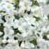 Viburnum Burkwoodii x Burkwoodii flowering in April, semi-evergreen shrub with highly perfumed flowers, buy UK