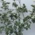 Viburnum Carlesii Aurora 1.25-1.5 m buy online UK.