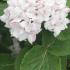 Viburnum carlesii aurora flowering, hardy shrubs specialists, London nursery, buy online UK