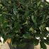 Viburnum Davidii 40-60 cm buy online UK.