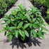 vibdavidii 30-40 cm buy online UK.