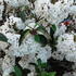 Viburnum Eskimo or Arrowwood Eskimo