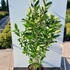 vhw 80-100 cm buy online UK.