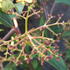 Viburnum Hillieri Winton