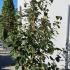 Viburnum Lantana Wayfaring Tree 1.5-1.75 m buy online UK.