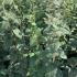 Viburnum Lantana Wayfaring Tree 1.25-1.5 m buy online UK.