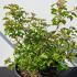 Viburnum Opulus Compactum 50-60 cm buy online UK.