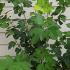 Viburnum Opulus Compactum 60-80 cm buy online UK.
