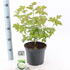 vor 40-50 cm buy online UK.