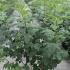 Viburnum opulus Roseum 1.25-1.5 m buy online UK.