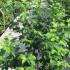 Viburnum opulus Roseum 1.5-1.75 m buy online UK.