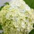 Viburnum opulus Roseum deciduous shrub with white snowball-like flowers
