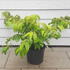 viburnmar 40-50 cm buy online UK.