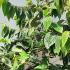 Viburnum Plicatum f tomentosum Mariesii 1-1.25 m buy online UK.