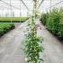 Viburnum Plicatum Kilimanjaro Sunrise 1.75-2 m buy online UK.