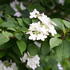Viburnum Plicatum Kilimanjaroo, flowering deciduous shrub, for sale UK