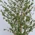Viburnum Plicatum Popcorn 1.25-1.5 m buy online UK.