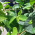 Viburnum Plicatum Mariesii Great Star Japanese Snowball