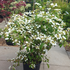 vpw 1-1.25 m buy online UK.